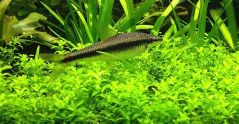 Complete Guide to Aquarium Algae: Types and Top Algae Eaters.